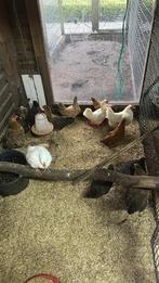 Kippen, Vrouwelijk, Kip