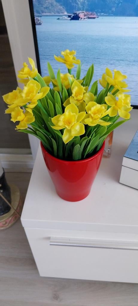 Narcis, Ophalen of Verzenden, Halfschaduw, Minder dan 100 cm
