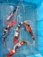 10 koi, Dieren en Toebehoren, Vissen | Vijvervissen, Karper of Koi