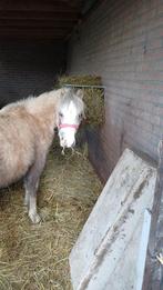 Welsh Pony, Dieren en Toebehoren, Pony's, Merrie, A pony (tot 1.17m), 0 tot 2 jaar