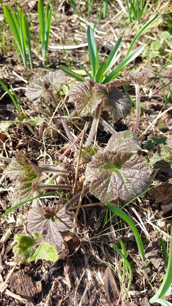 Diverse tuinplanten (vaste planten en grassen), Tuin en Terras, Planten | Tuinplanten, Ophalen, Vaste plant, Overige soorten, Volle zon