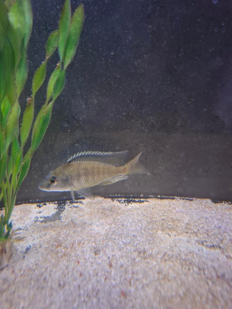 Gezocht volwassen otopharynx tetrastigma, Dieren en Toebehoren, Vis