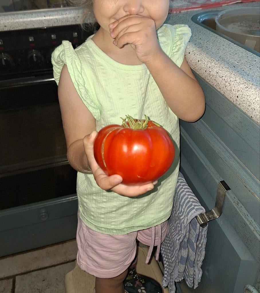 TOMATEN PLANTEN, VLEESTOMAAT. Nog 6 planten., Ophalen, Volle zon, Groenteplanten, Eenjarig