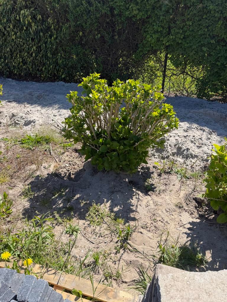 Verschillende grote en kleine hortensia’s, Vaste plant, Halfschaduw, Zomer, Ophalen