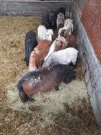 Enkele jaarlingen en twenters te koop, Meerdere dieren