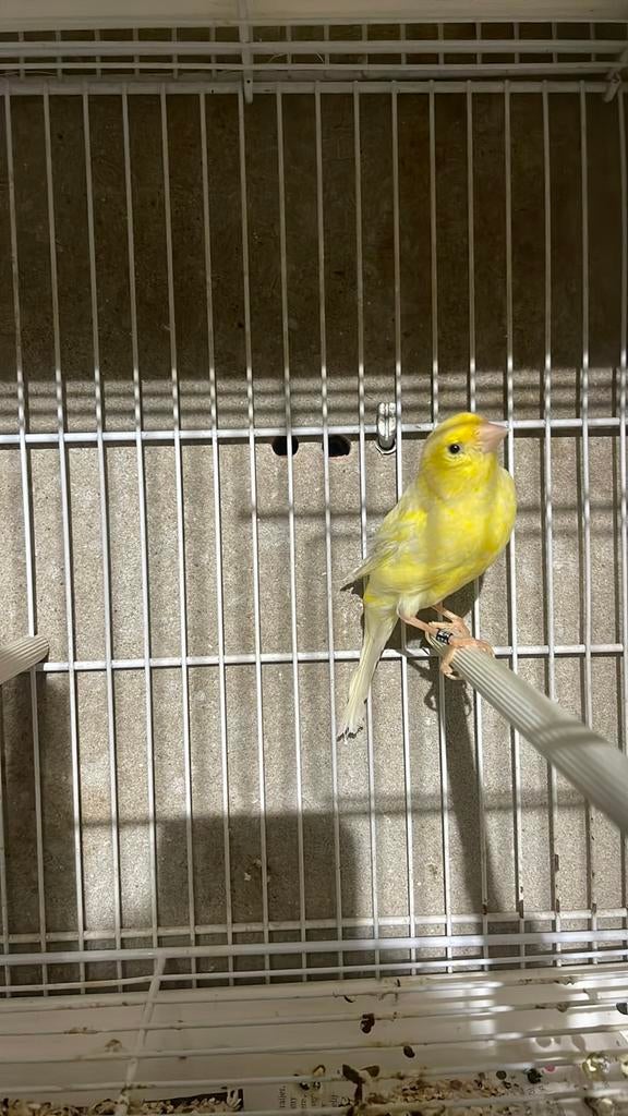 Waterslager poppen correct geringd, Dieren en Toebehoren, Vrouwelijk