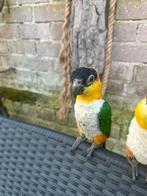 Lief en tamelijk caique mannetje zoekt een nieuw thuis, Dieren en Toebehoren, Mannelijk, Papegaai, Geringd