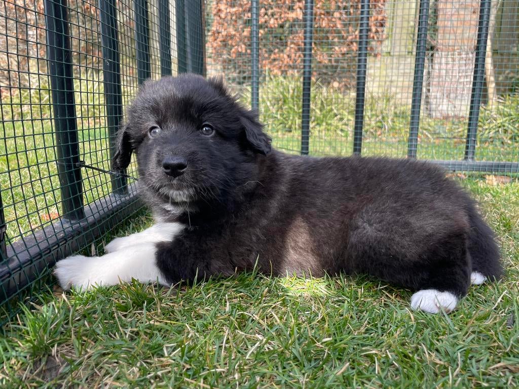 Australian Shepherd xToller pups - Reutjes beschikbaar, Dieren en Toebehoren, Honden | Retrievers, Spaniëls en Waterhonden, Parvo