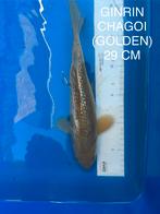 Te koop: Prachtige Ginrin Chagoi koikarper Import, Karper of Koi