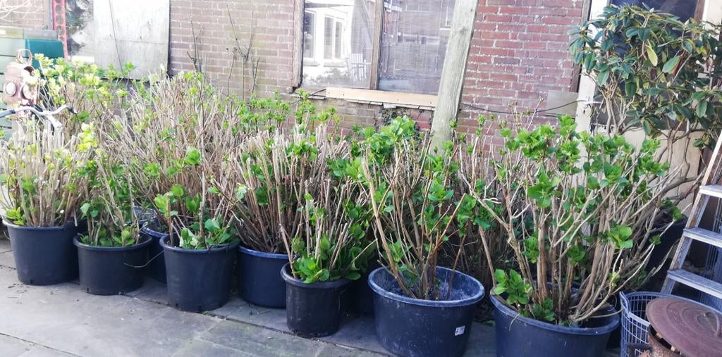 Tuinhortensia's, Ophalen, Hortensia, 100 tot 250 cm