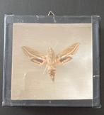 opgezetten WINGERDPIJLSTAART (Hippotion Celerio), Ophalen of Verzenden, Gebruikt, Insect, Beeldje of Figuurtje