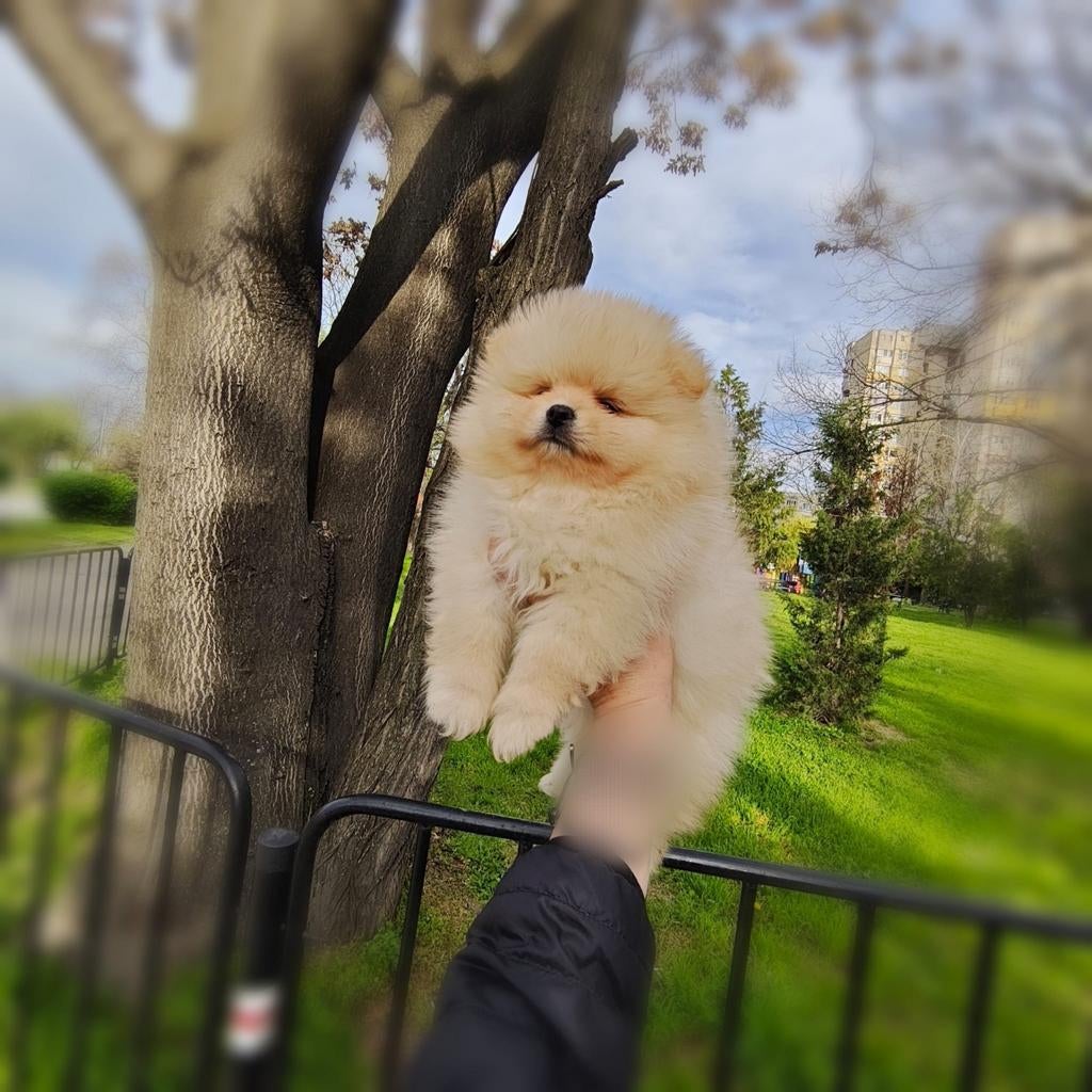 Pomeriaan pups, Dieren en Toebehoren, Honden | Poolhonden, Keeshonden en Oertypen, Particulier, 15 weken tot 1 jaar, Overige rassen