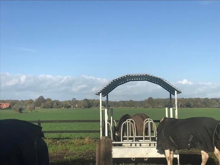 Pensioenstalling aangeboden in Wesepe, Weidegang