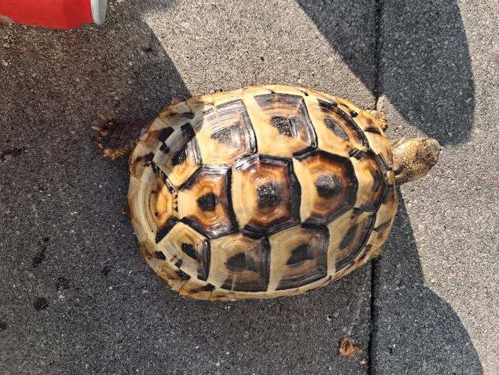 0.0.4 testudo hermanni hercegovinensis nk '23 Tortoise - female for sale from RSD