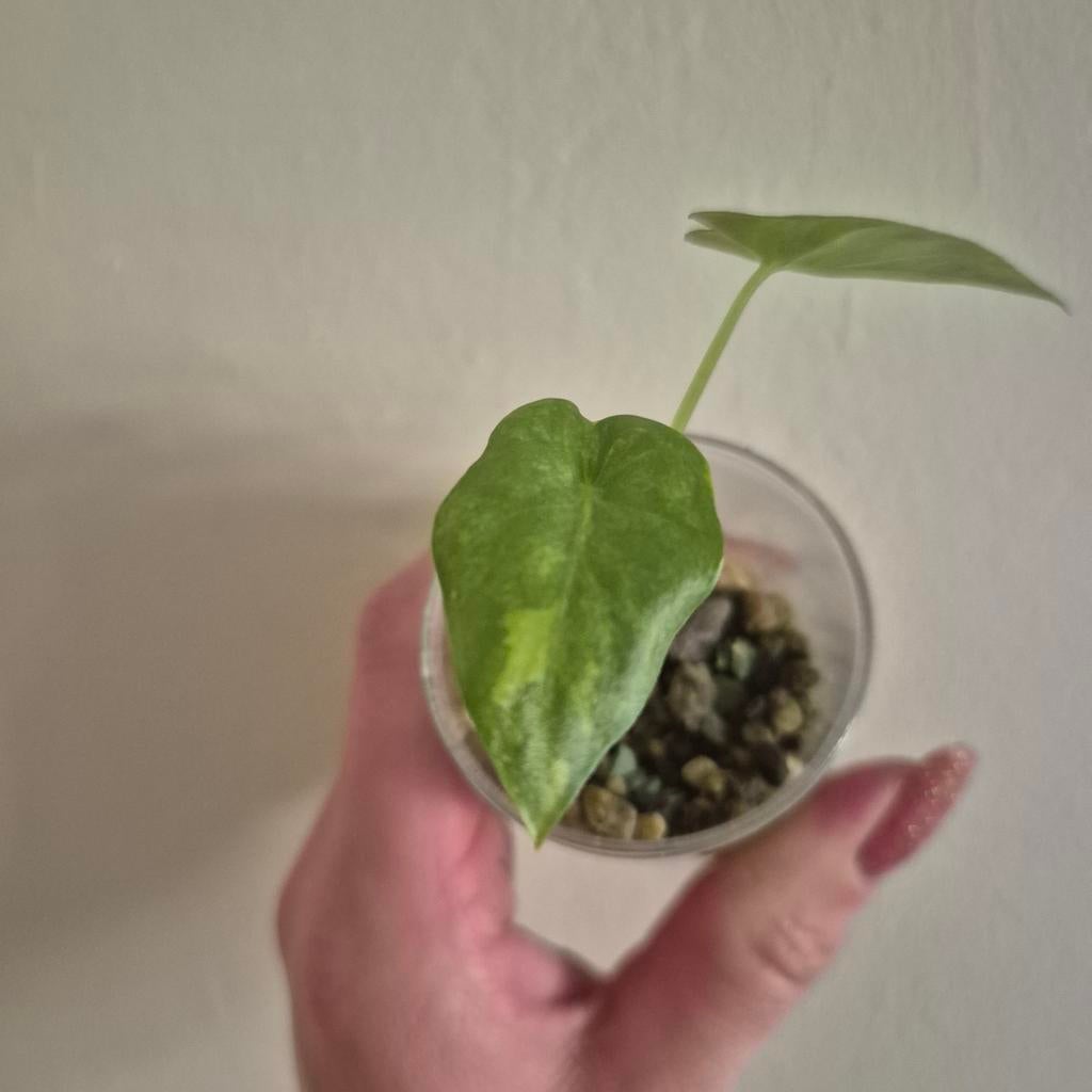 Alocasia macrorrhiza aurea, Huis en Inrichting, Kamerplanten, Ophalen of Verzenden, Halfschaduw, Minder dan 100 cm