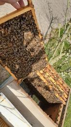 Jonge bijenvolken. Vitaal bijenvolk kopen? Buckfast bijen!, Dieren en Toebehoren, Insecten en Spinnen, Bijen