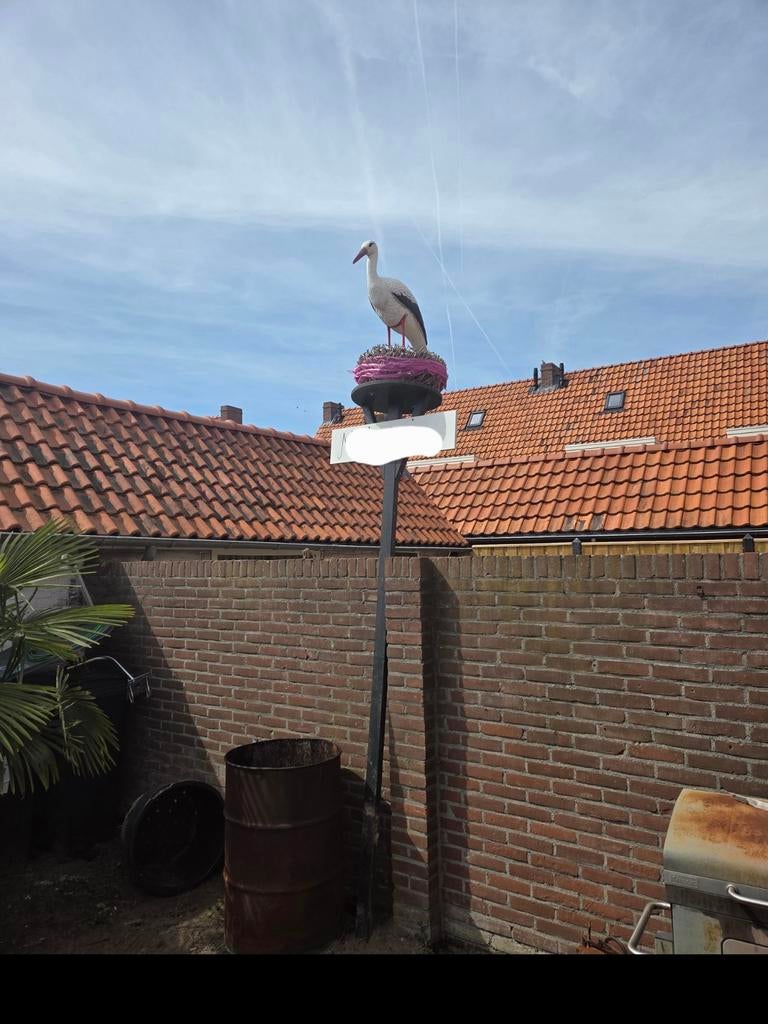 Geboorte ooievaar te koop, Ophalen of Verzenden