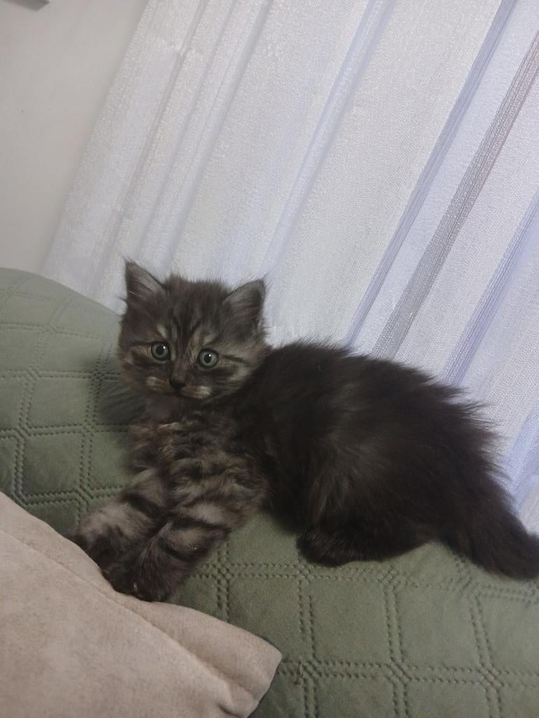 1 Kitten man  2 moeder vrouw, Kater