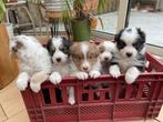 Super lieve en mooie Australische Herder pups!, Parvo, 8 tot 15 weken, Meerdere, Meerdere dieren