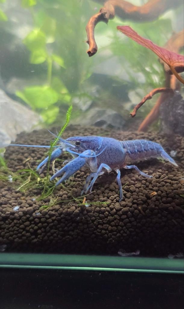 Blauwe kreeft, 0 tot 2 jaar