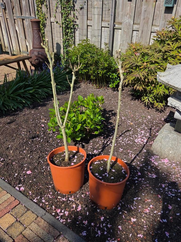 Hibiscus plant 90 cm - prachtige bloeier voor uw tuin, Volle zon, Vaste plant, Zomer, Ophalen