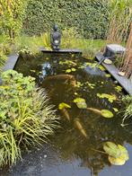 Koi karper, windes, steuren en vijverbenodigdheden te koop, Karper of Koi