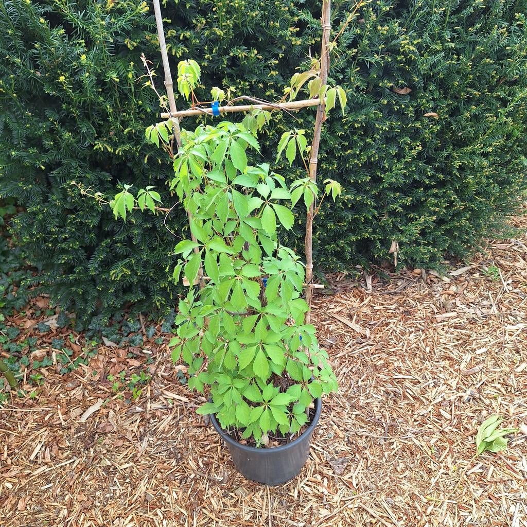 Wilde Wingerd - Klimplant voor elke tuin, Tuin en Terras, Ophalen