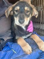  Bette – klein meisje, groot hart , Particulier, 15 weken tot 1 jaar, Buitenland, Teef