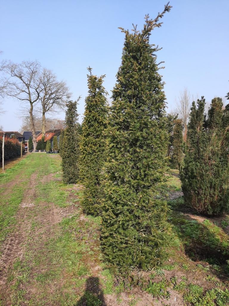 Haagplanten, Ophalen of Verzenden, Bloeit niet, Halfschaduw, Overige soorten