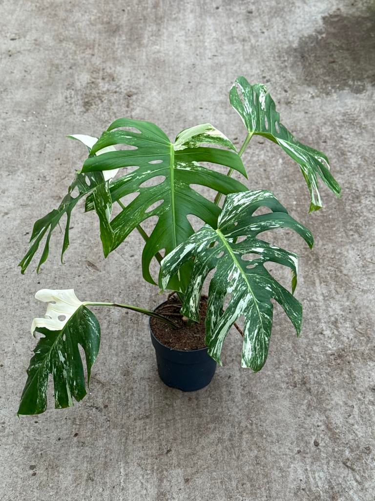 Monstera Borsigiana Albo Variegata groot, Huis en Inrichting, Kamerplanten, Ophalen of Verzenden, Halfschaduw, Minder dan 100 cm
