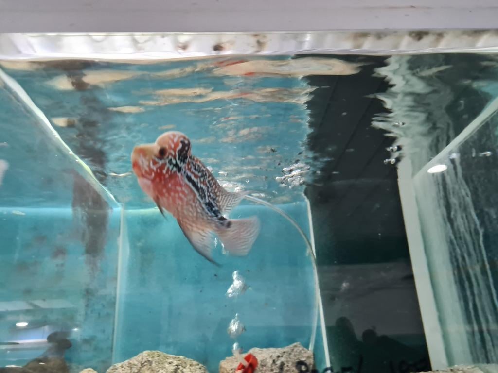 Flowerhorn Red Pearl Cichlide, Dieren en Toebehoren, Vis, Zoetwatervis