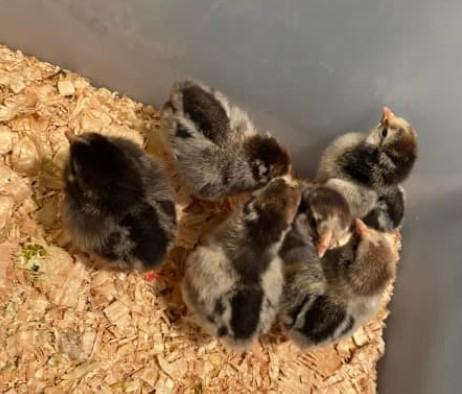 Wyandotte kriel hennen kuikens - diverse kleuren, Dieren en Toebehoren, Pluimvee, Meerdere dieren, Kip