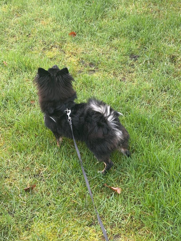 Pomeriaan, Keeshond, 15 weken tot 1 jaar, Reu, Parvo