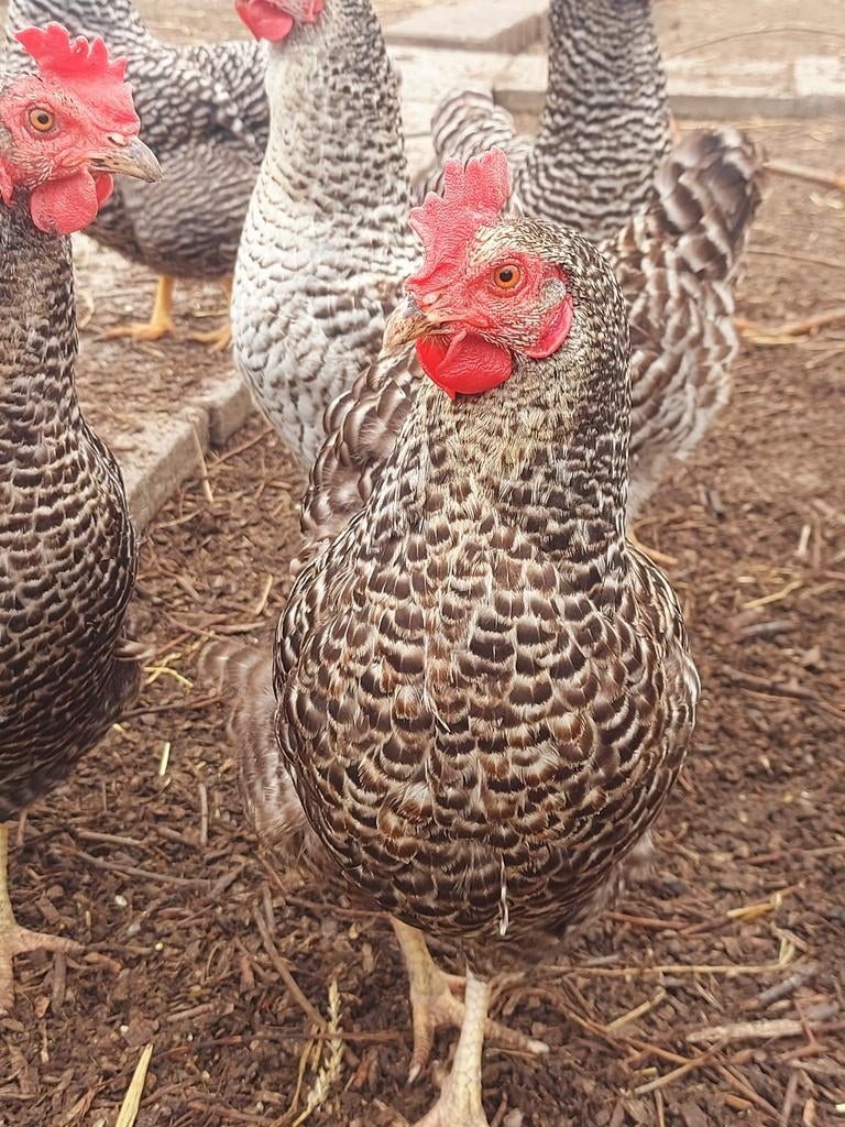 Bevruchte amrock eieren, Dieren en Toebehoren, Pluimvee, Geslacht onbekend, Kip