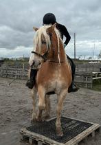 BETROUWBARE VERZORGER AANGEBODEN!, Dieren en Toebehoren, Ophalen, Recreatie