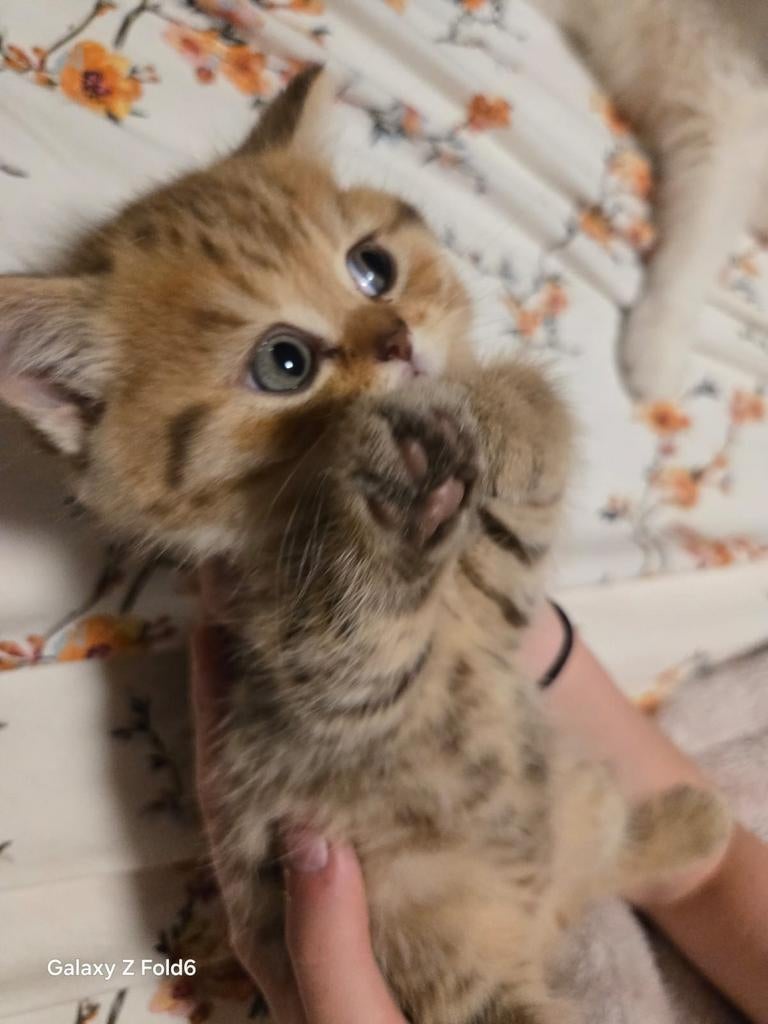 Britse korthaar kittens, Dieren en Toebehoren, Katten en Kittens | Raskatten | Korthaar