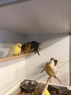 Div aan kanaries, Dieren en Toebehoren, Vogels | Kanaries, Meerdere dieren, Kleurkanarie