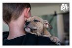 American Bully Pups, België, Fokker | Hobbymatig, Overige rassen, 8 tot 15 weken