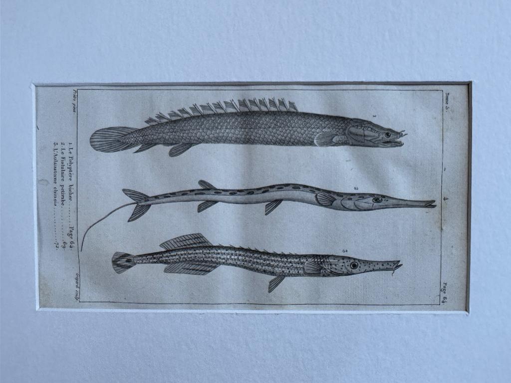 O U D 1812 - vissen gravure - 200+ jaar oud - P0853-04, Antiek en Kunst, Kunst | Etsen en Gravures, Ophalen of Verzenden, Ets