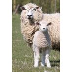 Start je wolcarrière met een cursusdag wol bewerken!, Ophalen, Zo goed als nieuw, Spinwol