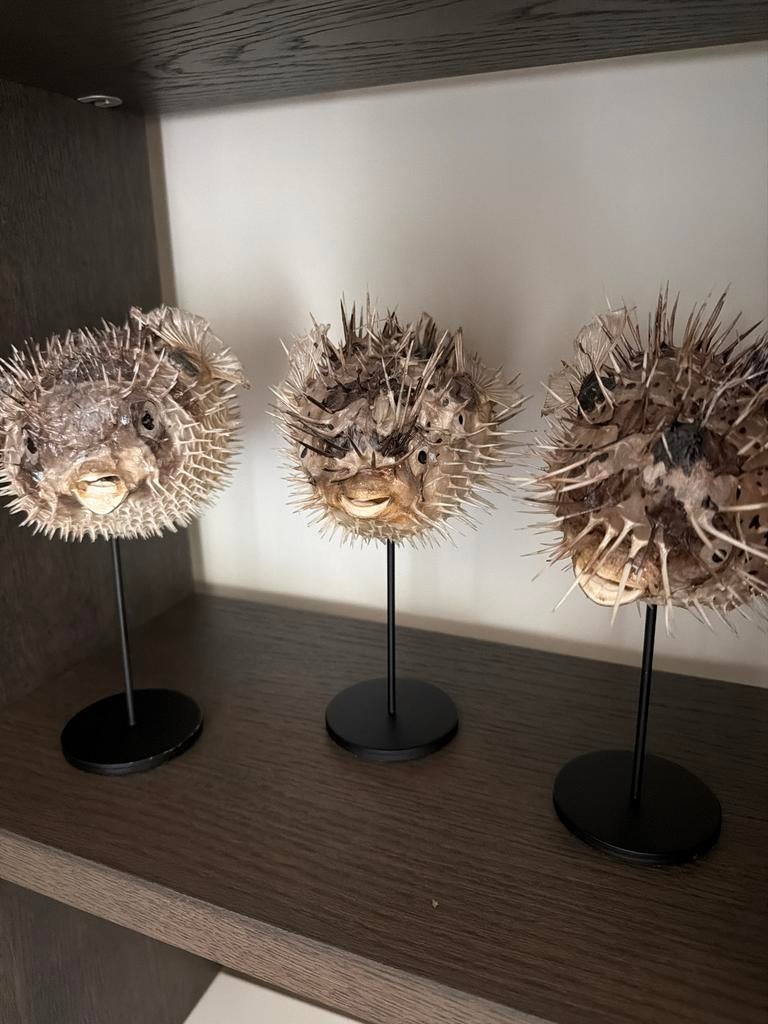 3 kogelvissen op standaard, Verzamelen, Dierenverzamelingen, Ophalen of Verzenden, Gebruikt, Overige soorten, Opgezet dier