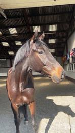 Stalling beschikbaar!