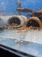 Ancistrus LDA16, Vis