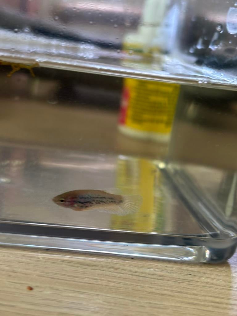 Unieke Baby Betta’s(Galaxy/Koi x Fluorescerend Gen) zeldzaam, Vis