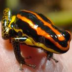 Ranitomeya uakarii 'Golden leg', Dieren en Toebehoren, Amfibie, 0 tot 2 jaar