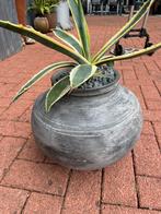 Prachtige sierpot  met bonte agave, Ophalen, Bloeit niet, Overige soorten, Volle zon