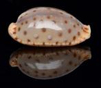 Schelpen: Cypraea macandrewi 15,7mm (F+++) Zeldzaam, Ophalen of Verzenden, Schelp(en)
