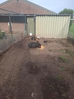 Micro varkens, Dieren en Toebehoren, Schapen, Geiten en Varkens, Meerdere dieren, Varken