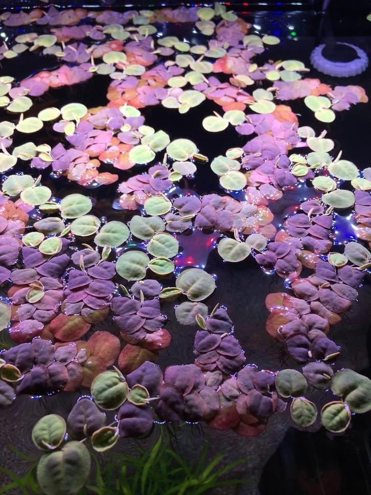 Phyllantus fluitans - red root floaters aquarium drijfplant, Dieren en Toebehoren, Vissen | Aquaria en Toebehoren, Nieuw, Plant(en), Steen of Hout