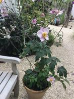 Herfstanemoon, Tuin en Terras, Planten | Tuinplanten, Overige soorten, Vaste plant, Ophalen of Verzenden, Halfschaduw